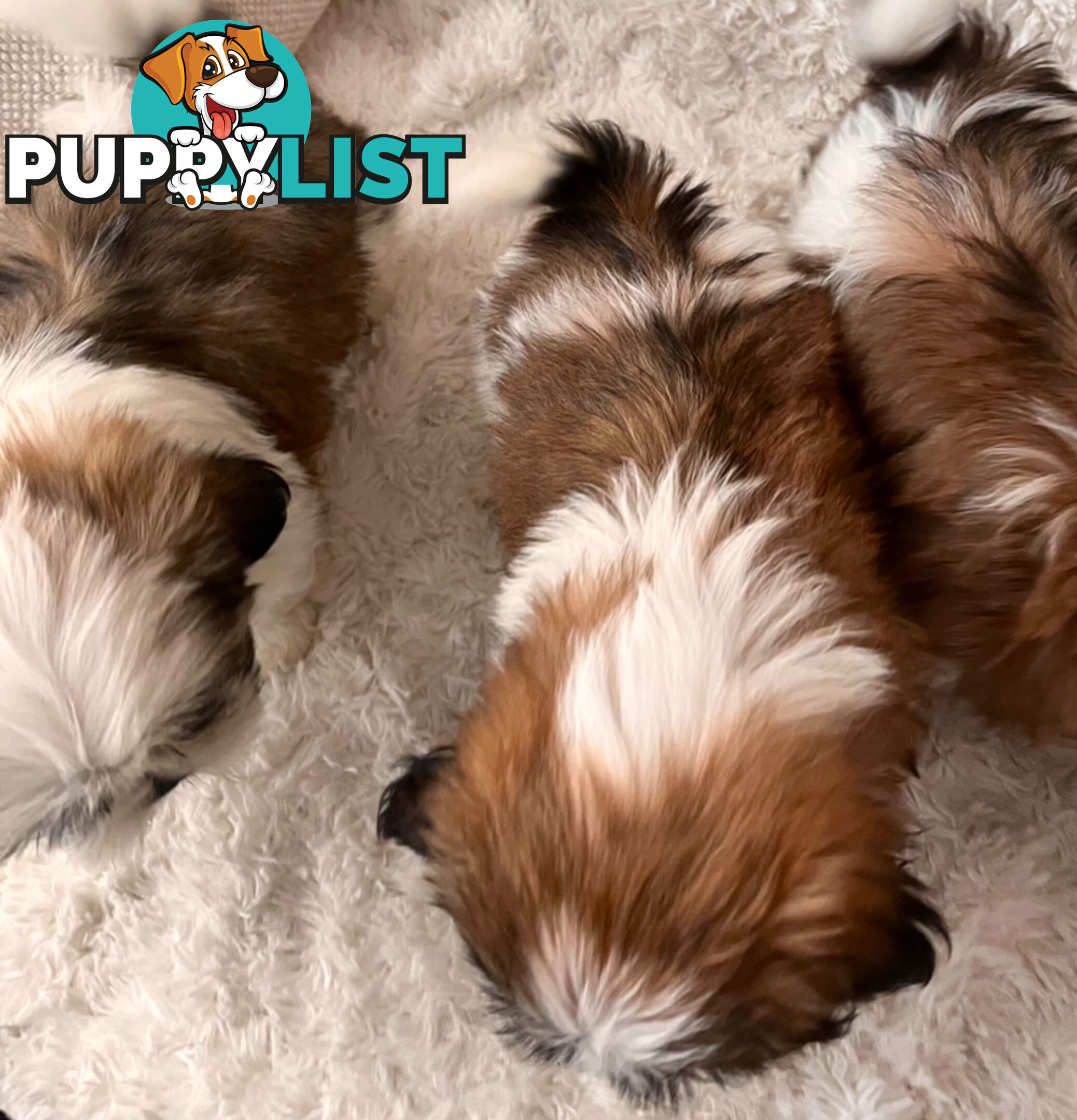 Maltese Shihtzu puppies