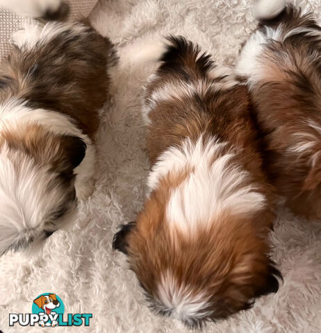 Maltese Shihtzu puppies