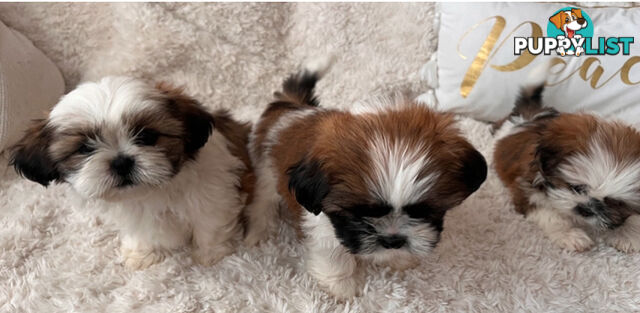 Maltese Shihtzu puppies