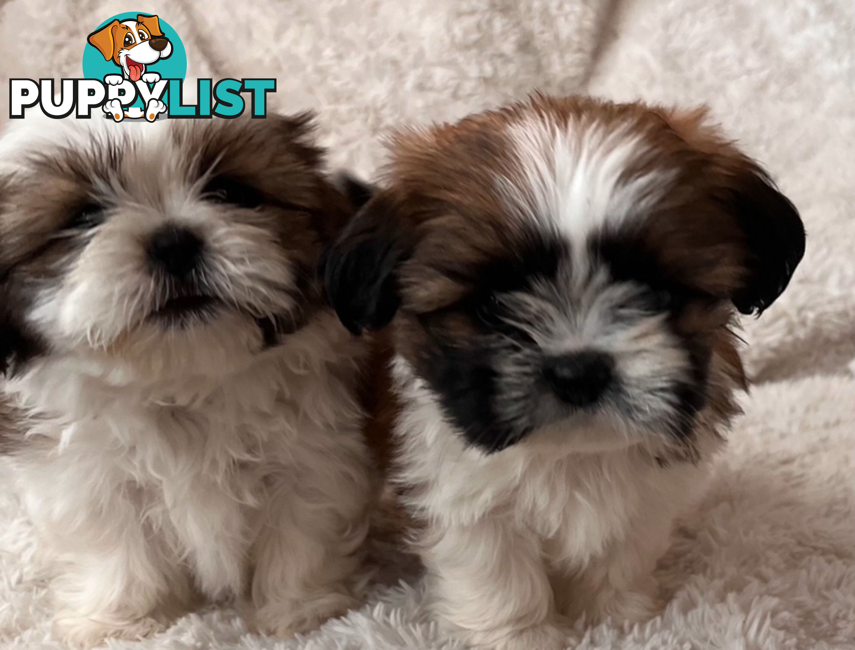 Maltese Shihtzu puppies