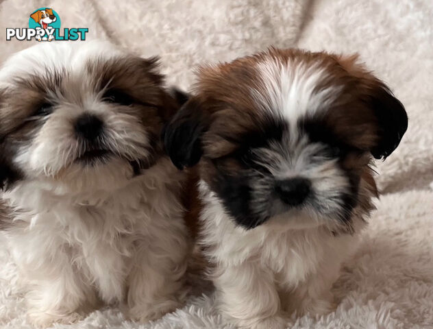 Maltese Shihtzu puppies