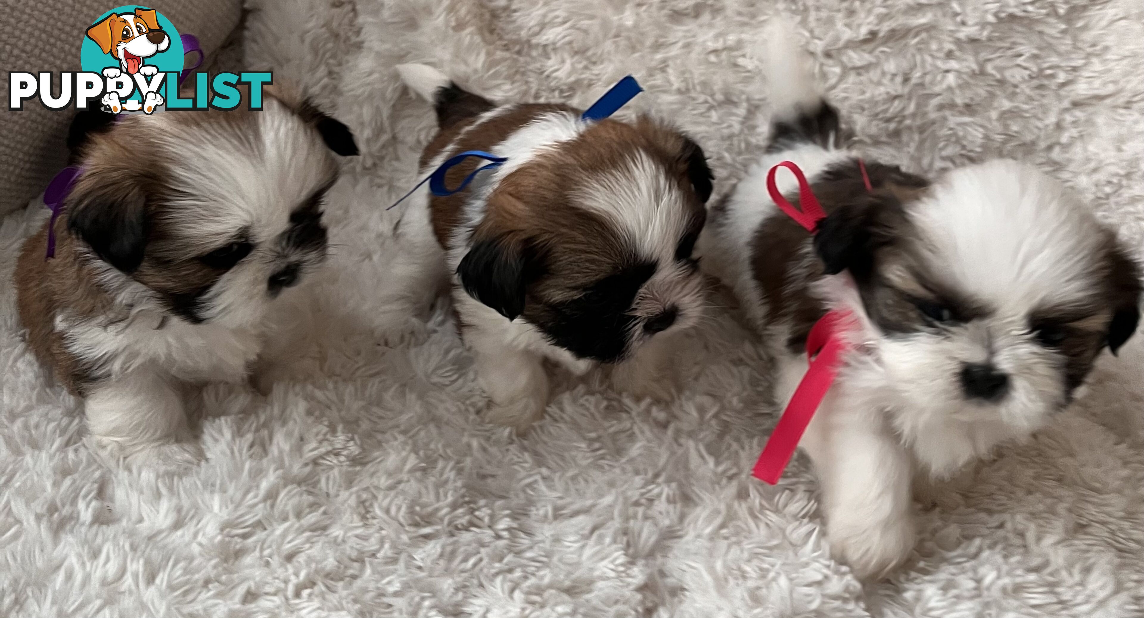 Maltese Shihtzu puppies