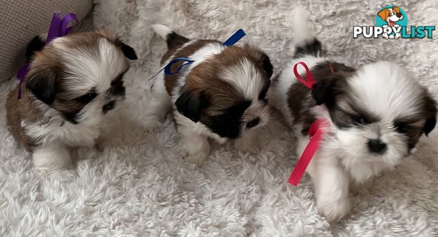 Maltese Shihtzu puppies