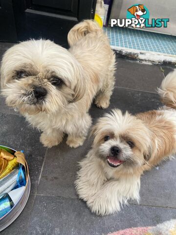 Maltese Shihtzu puppies