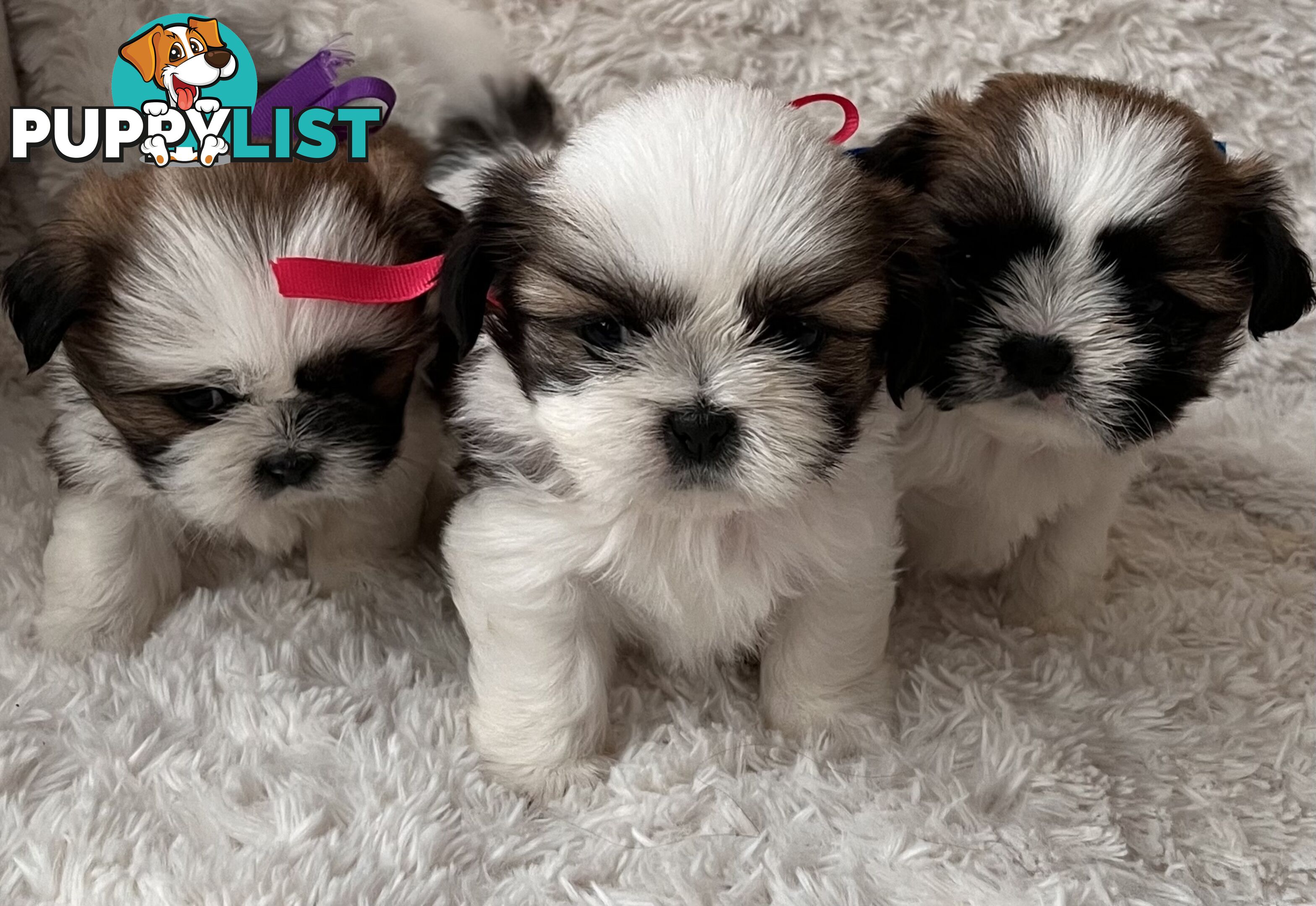 Maltese Shihtzu puppies