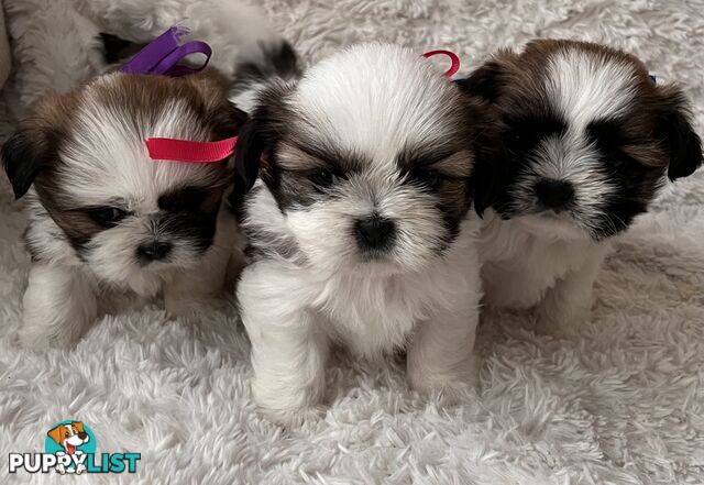 Maltese Shihtzu puppies