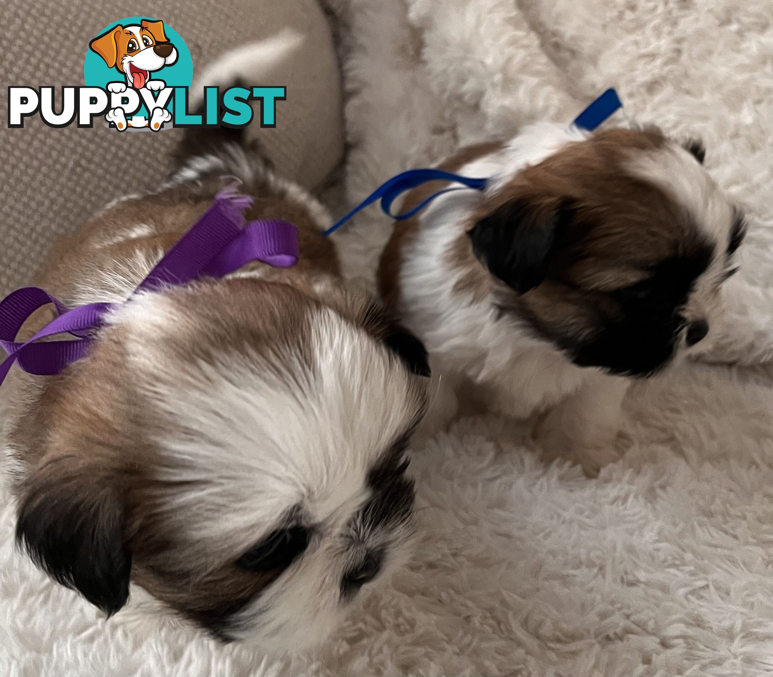 Maltese Shihtzu puppies