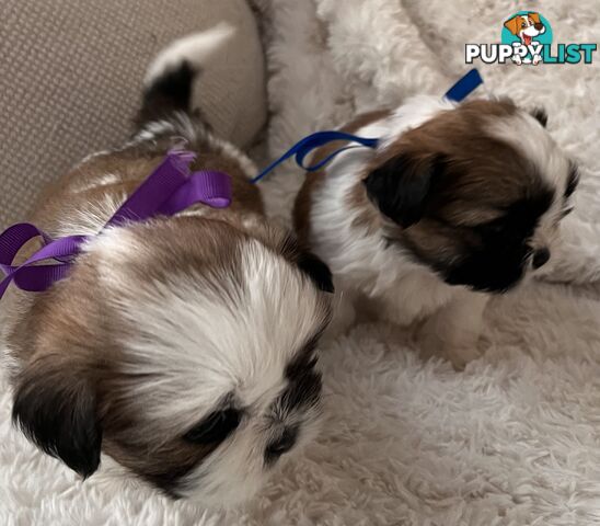 Maltese Shihtzu puppies