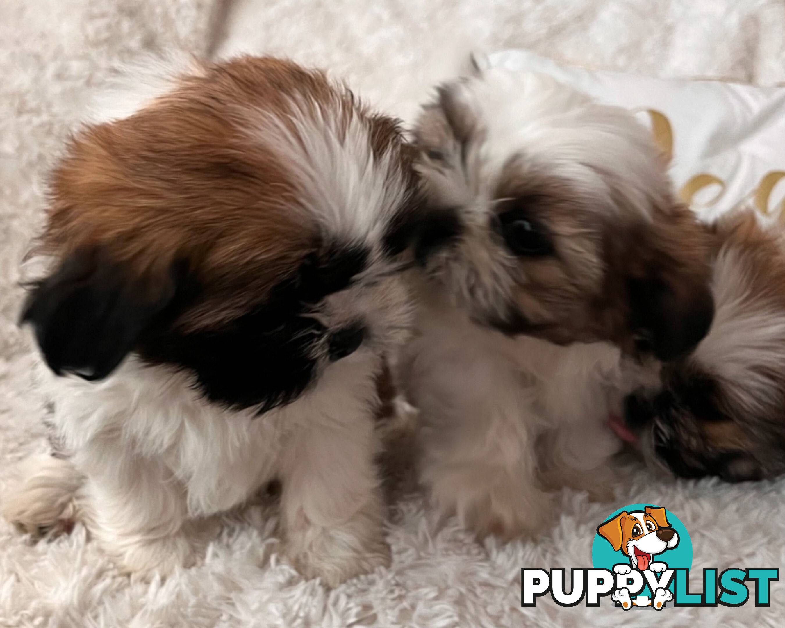 Maltese Shihtzu puppies