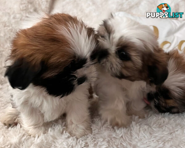 Maltese Shihtzu puppies