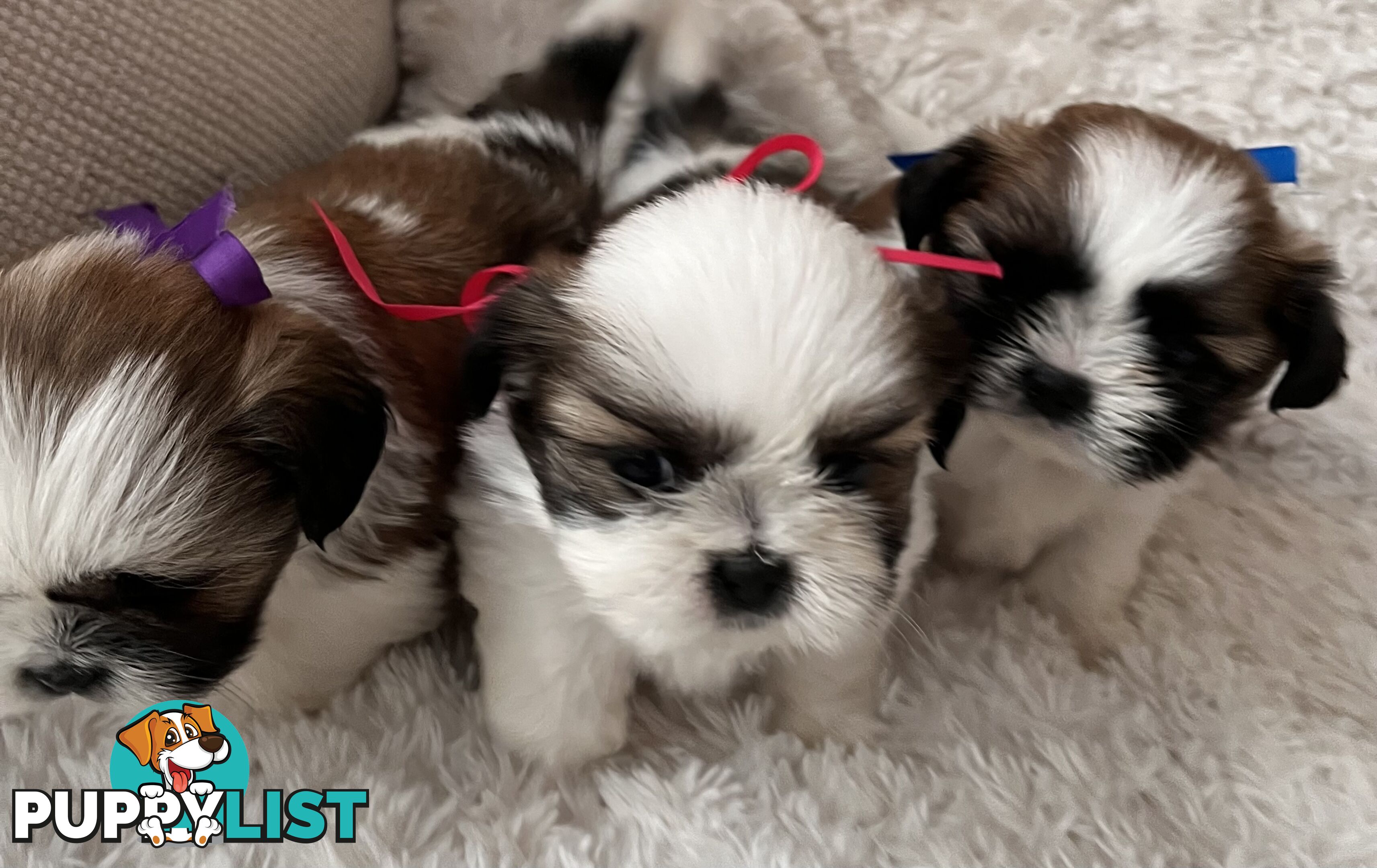 Maltese Shihtzu puppies