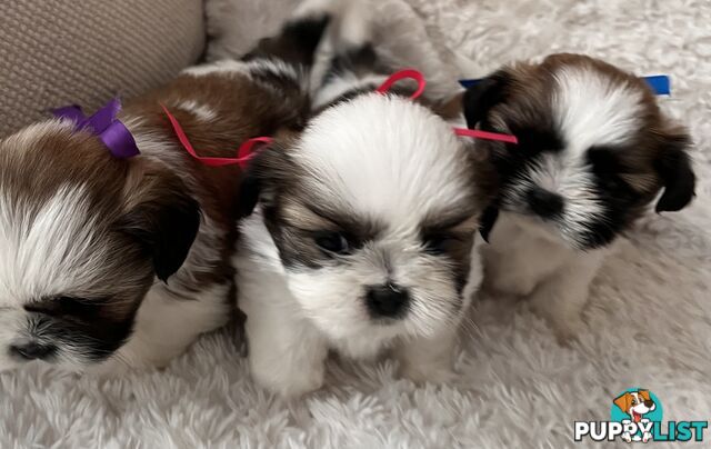 Maltese Shihtzu puppies