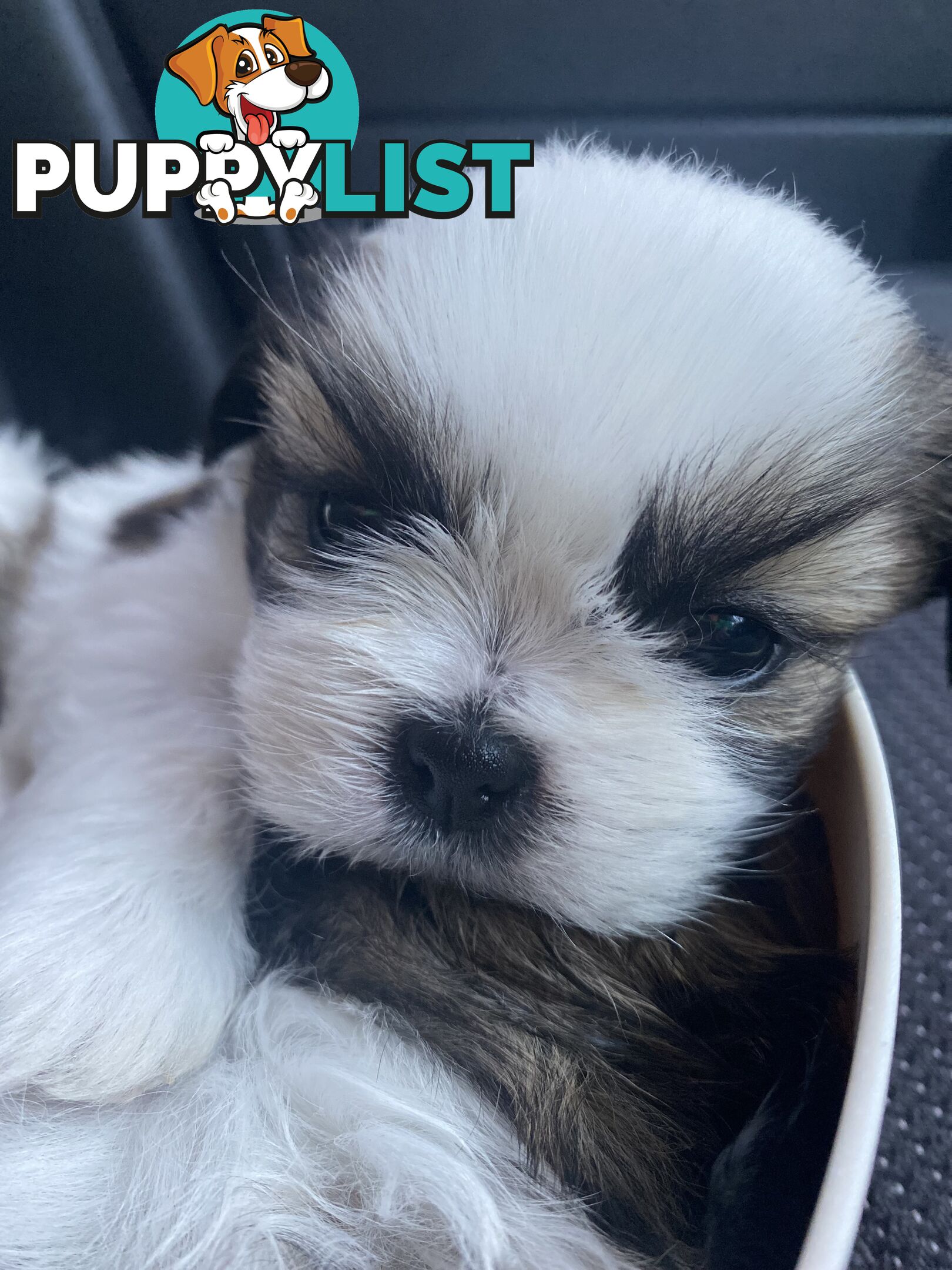 Maltese Shihtzu puppies