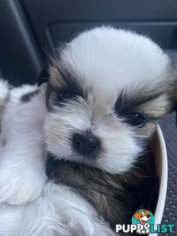 Maltese Shihtzu puppies