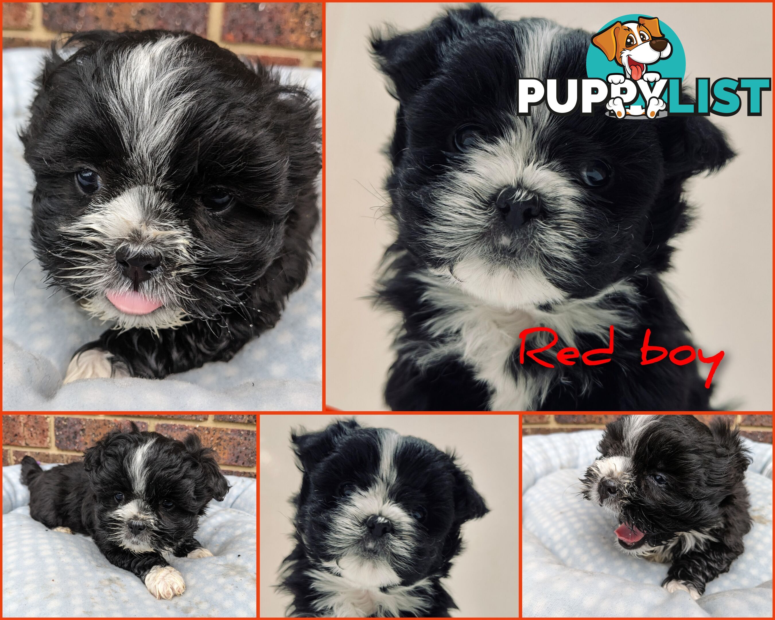 Maltese x Shih-Tzu Puppies