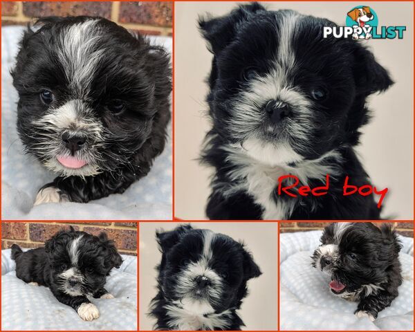 Maltese x Shih-Tzu Puppies