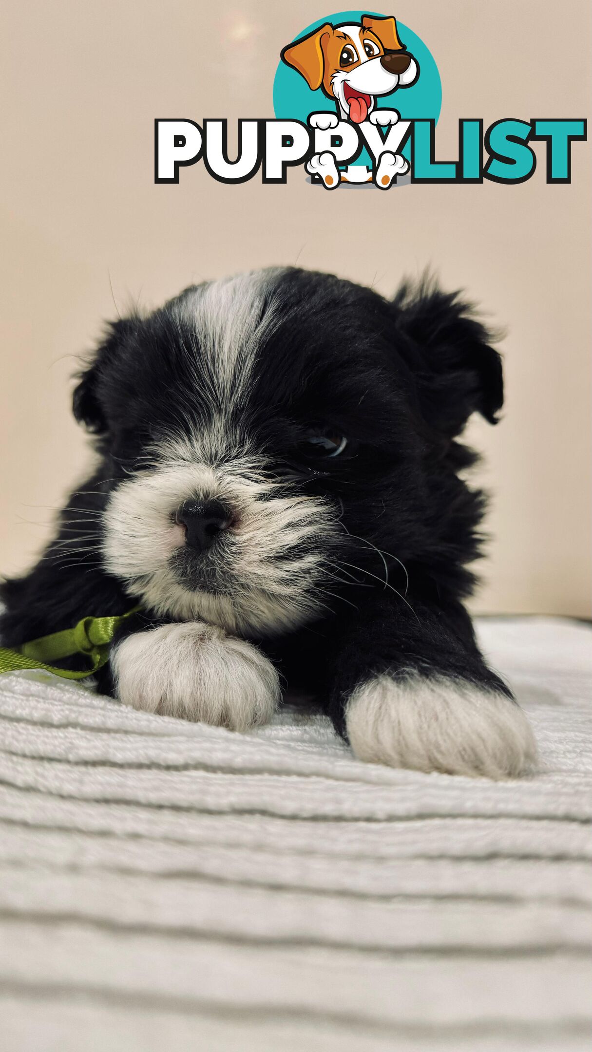 Maltese x Shih-Tzu Puppies