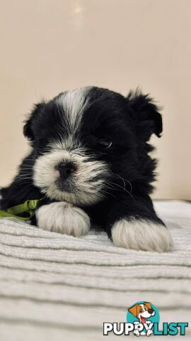 Maltese x Shih-Tzu Puppies