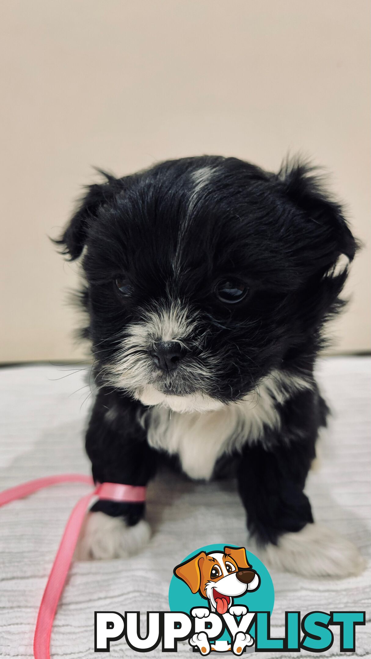 Maltese x Shih-Tzu Puppies