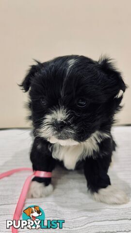 Maltese x Shih-Tzu Puppies