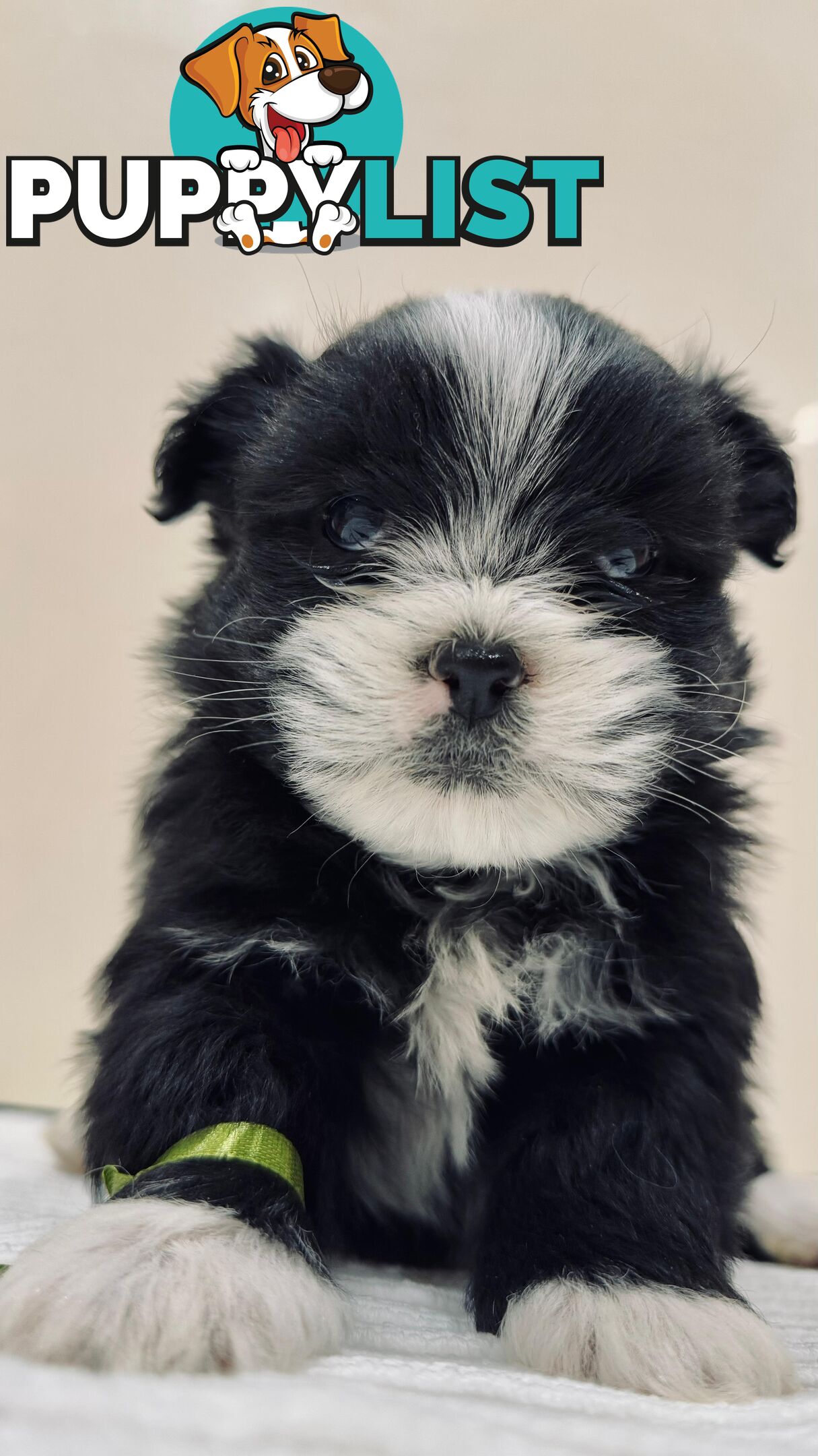 Maltese x Shih-Tzu Puppies
