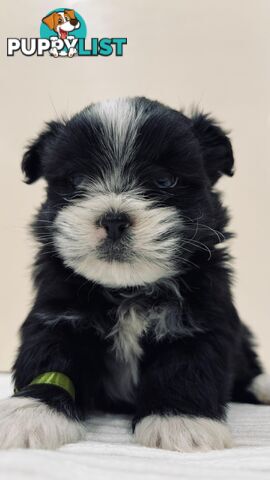 Maltese x Shih-Tzu Puppies