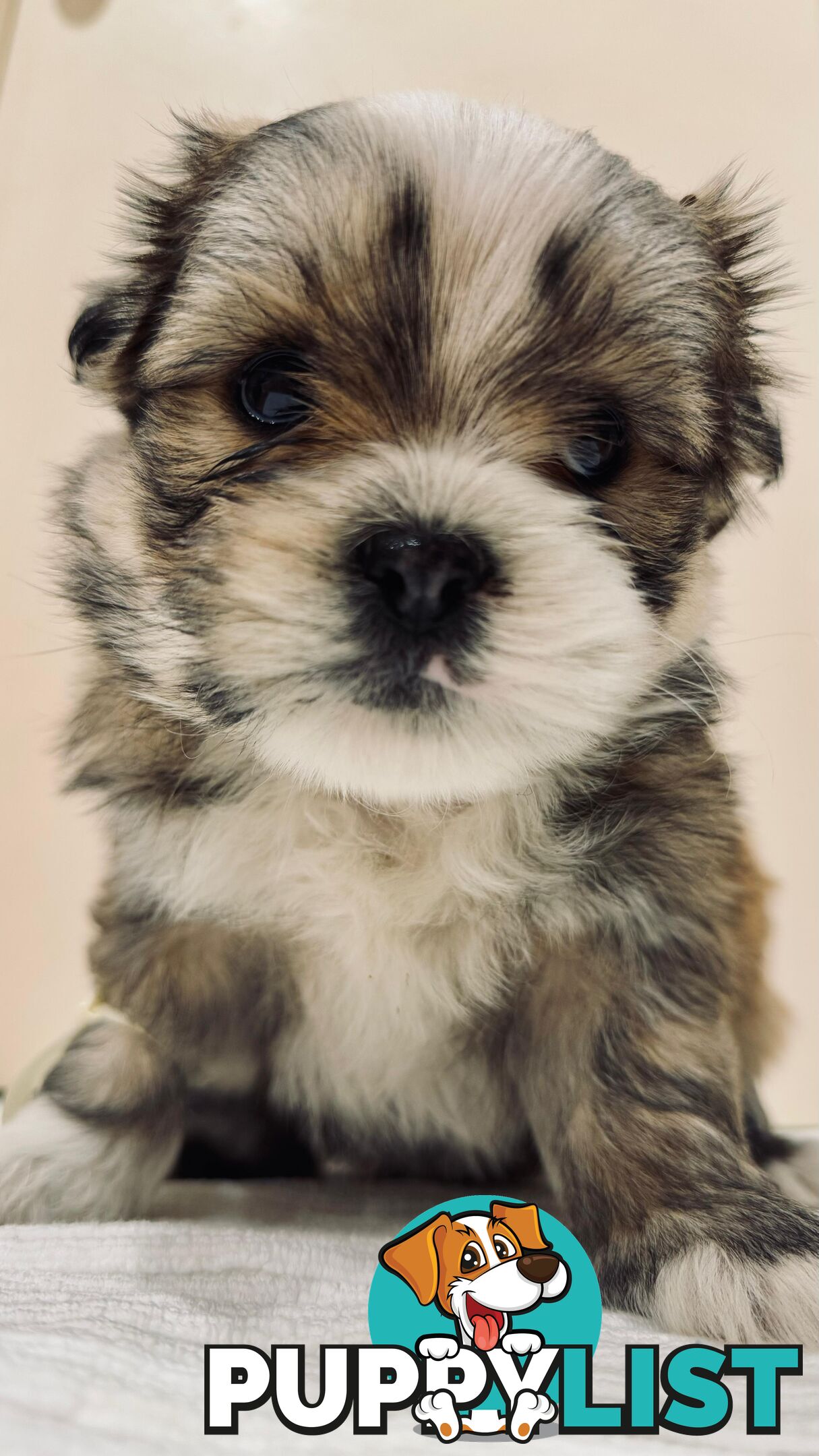 Maltese x Shih-Tzu Puppies