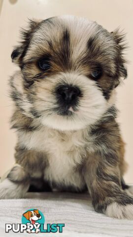 Maltese x Shih-Tzu Puppies