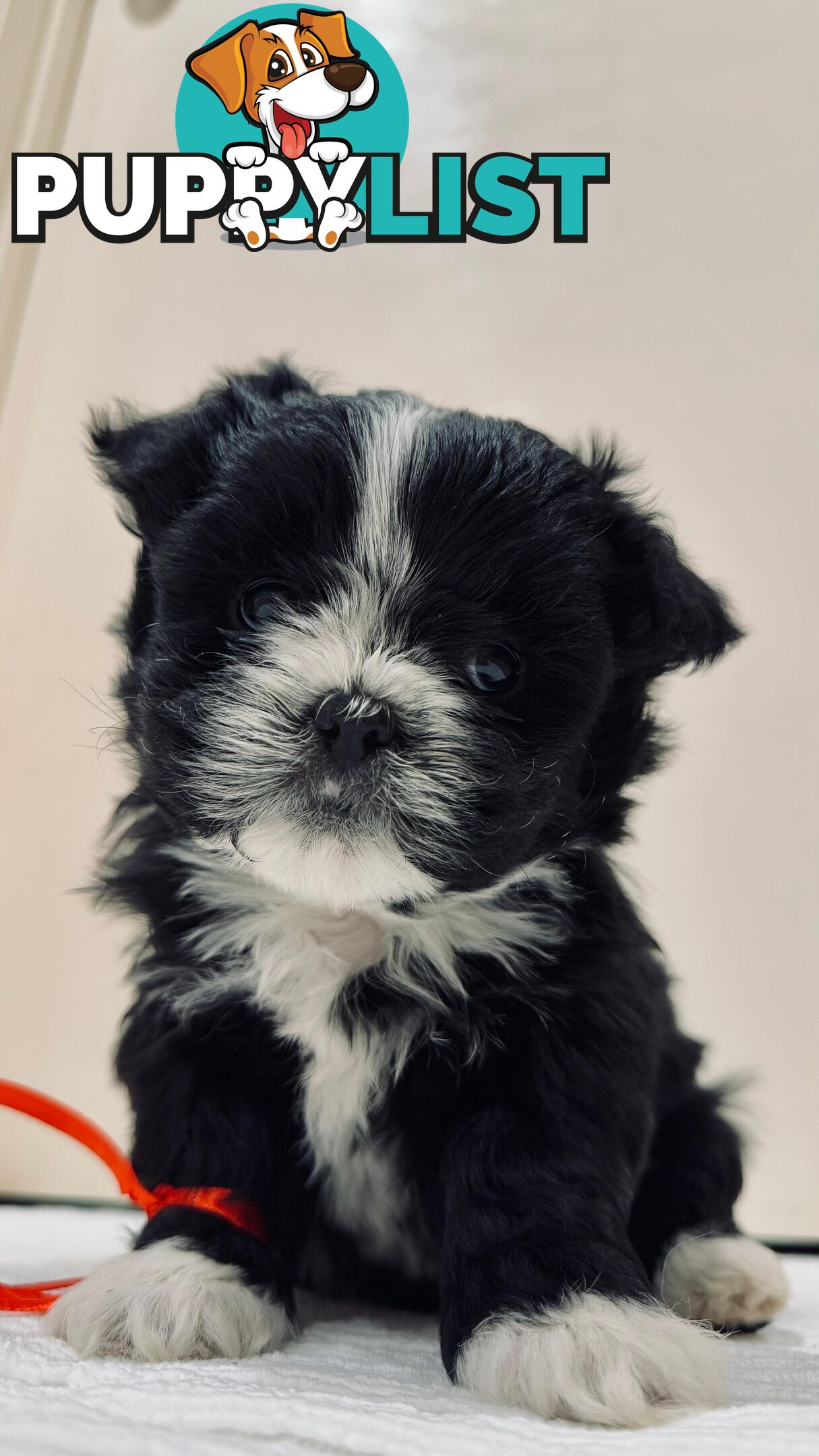 Maltese x Shih-Tzu Puppies