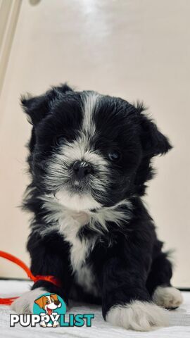 Maltese x Shih-Tzu Puppies