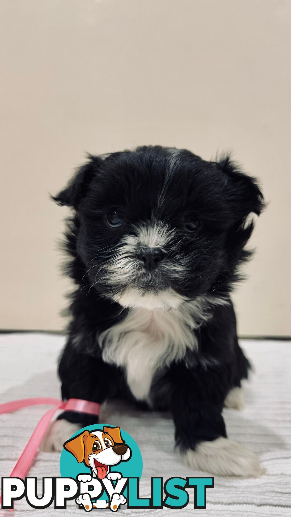 Maltese x Shih-Tzu Puppies