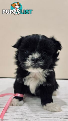 Maltese x Shih-Tzu Puppies