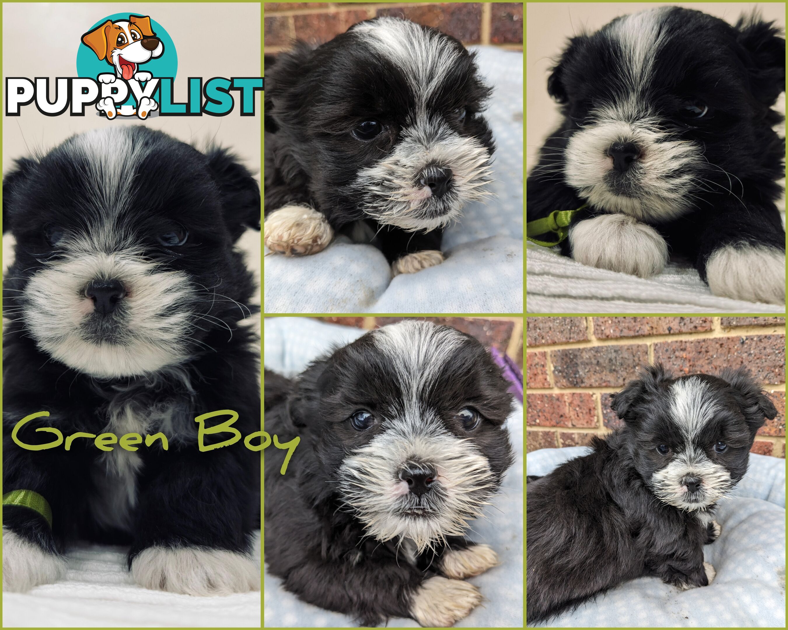 Maltese x Shih-Tzu Puppies