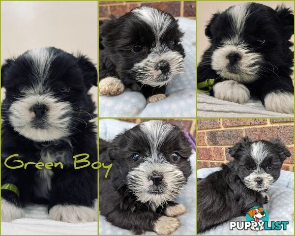 Maltese x Shih-Tzu Puppies