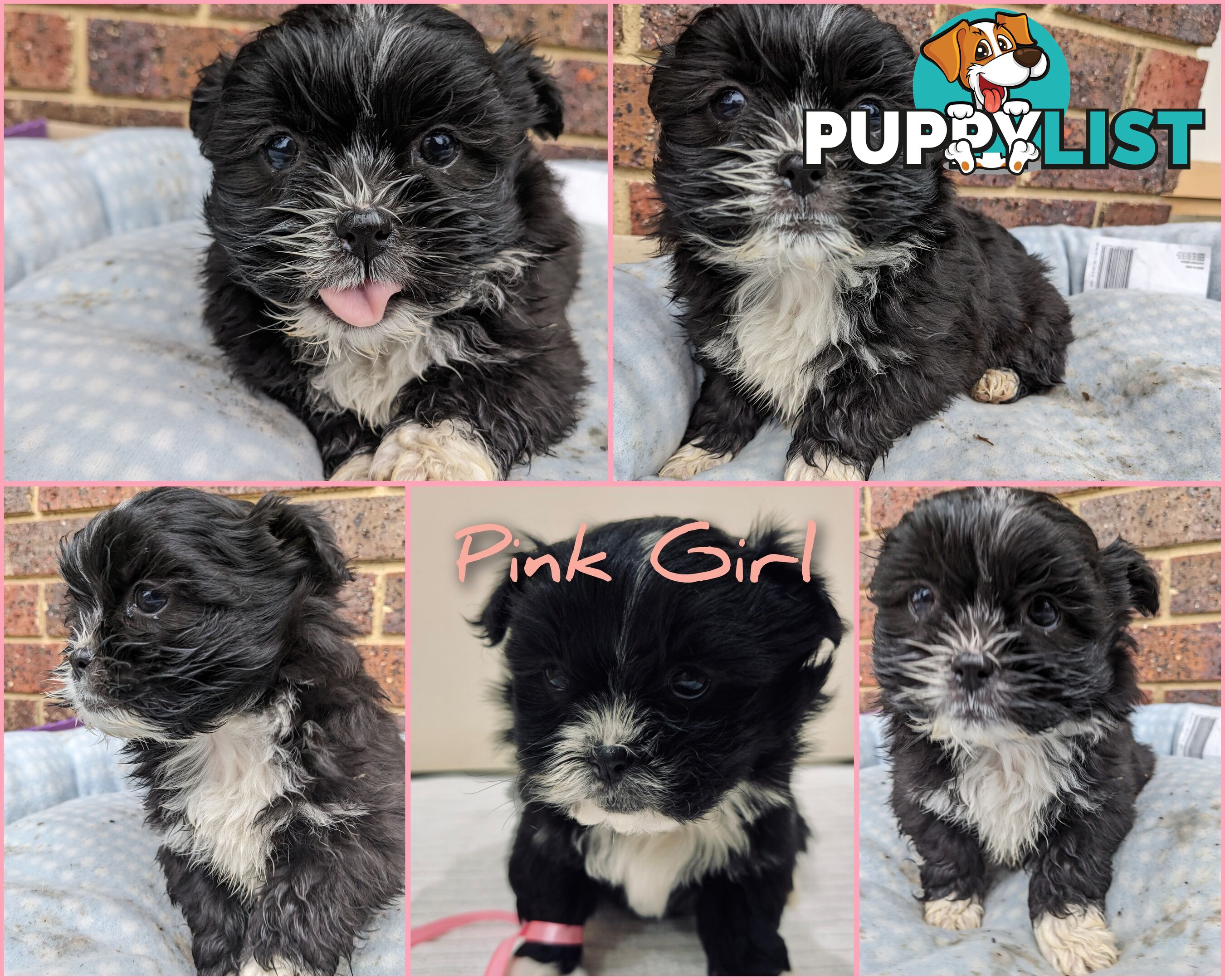 Maltese x Shih-Tzu Puppies