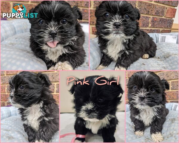 Maltese x Shih-Tzu Puppies