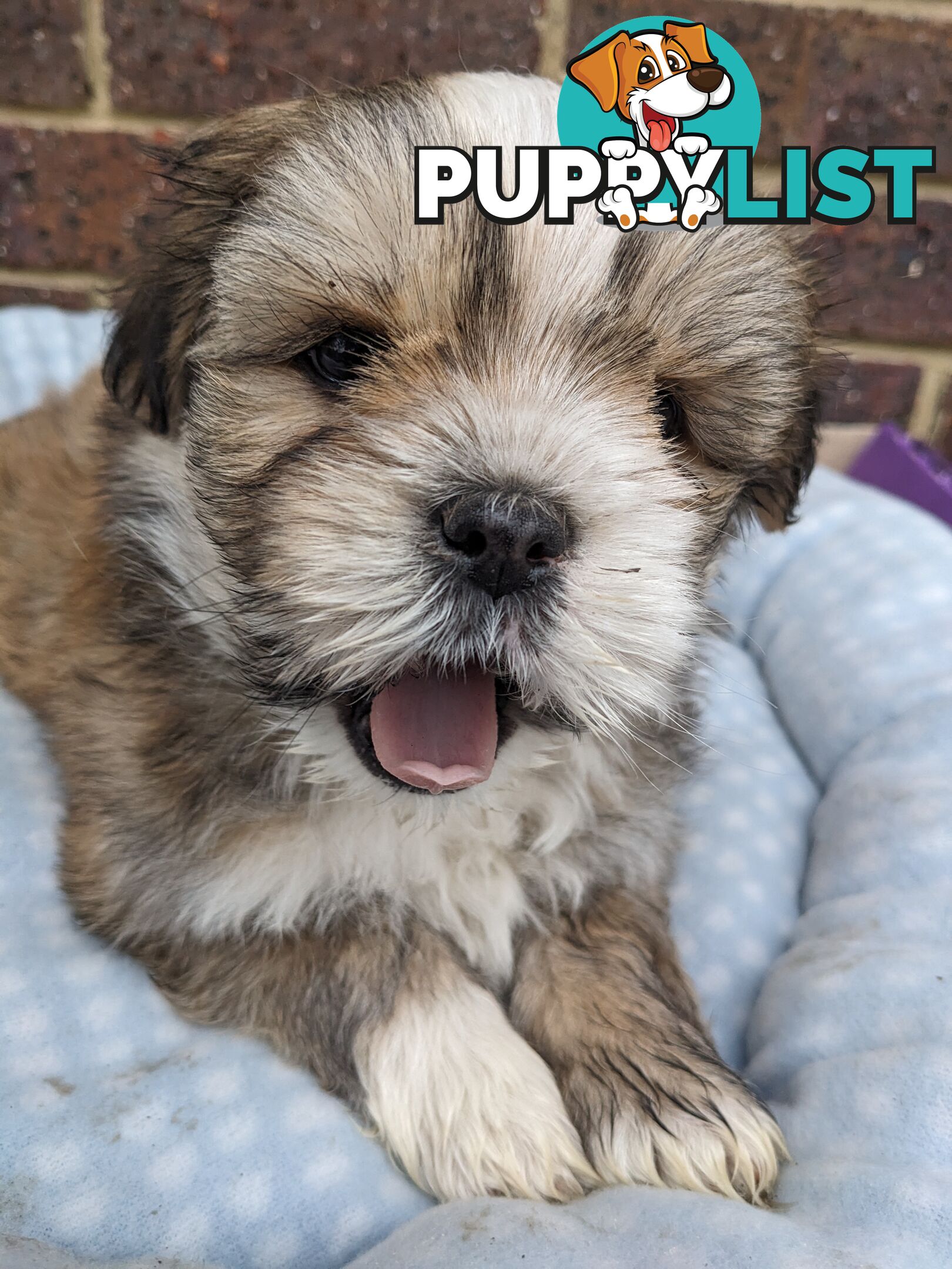 Maltese x Shih-Tzu Puppy wants a home