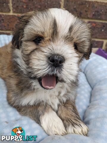 Maltese x Shih-Tzu Puppy wants a home