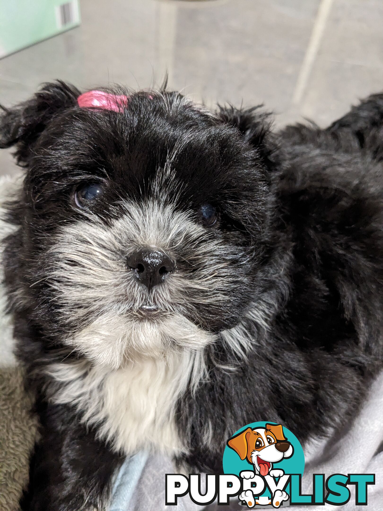 Maltese x Shih-Tzu Puppy wants a home (last one!)