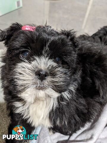 Maltese x Shih-Tzu Puppy wants a home (last one!)