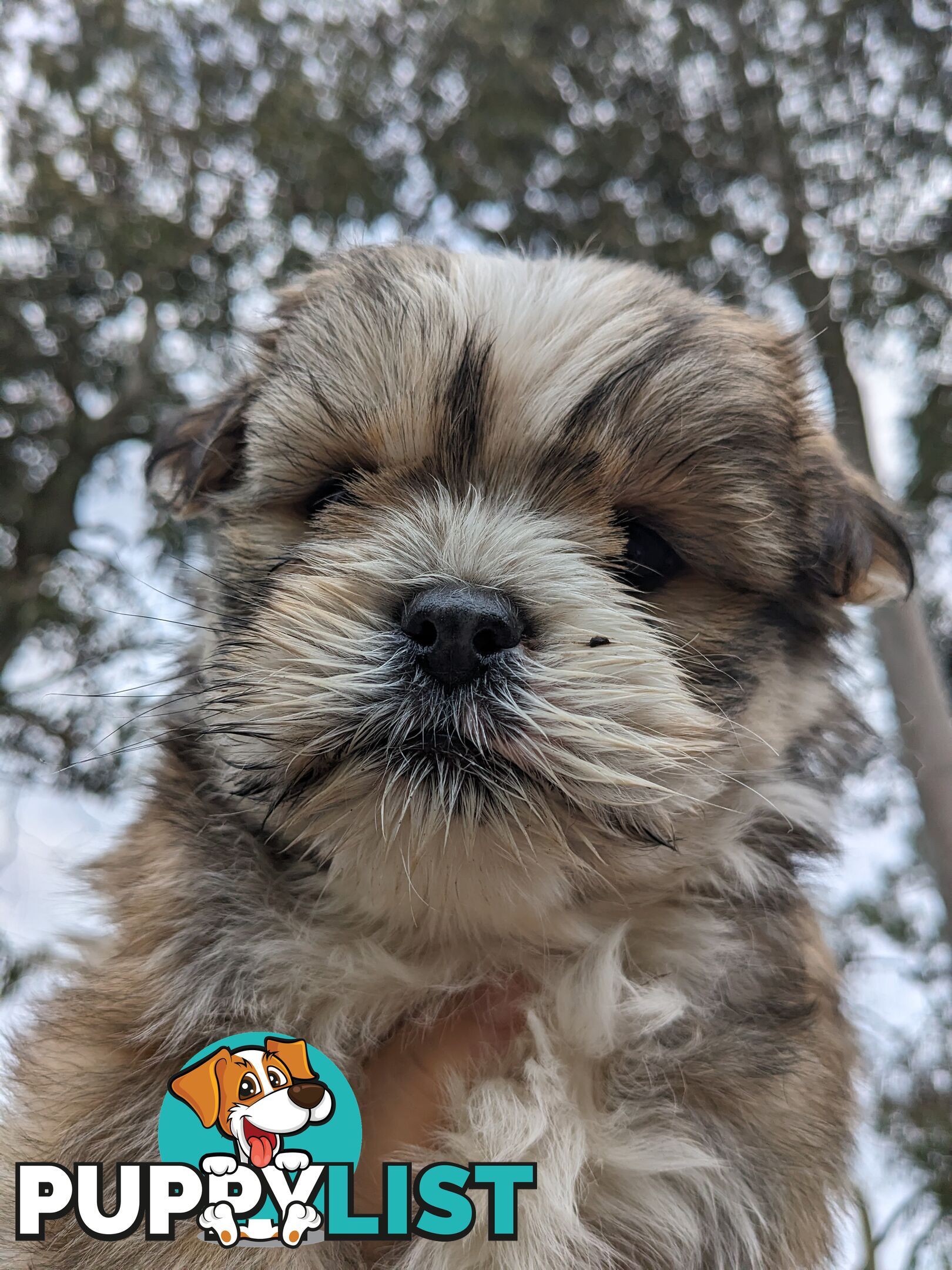 Maltese x Shih-Tzu Puppy wants a home