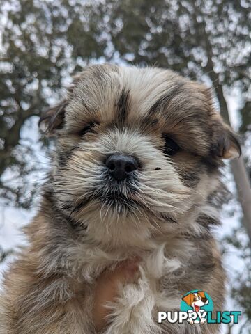 Maltese x Shih-Tzu Puppy wants a home