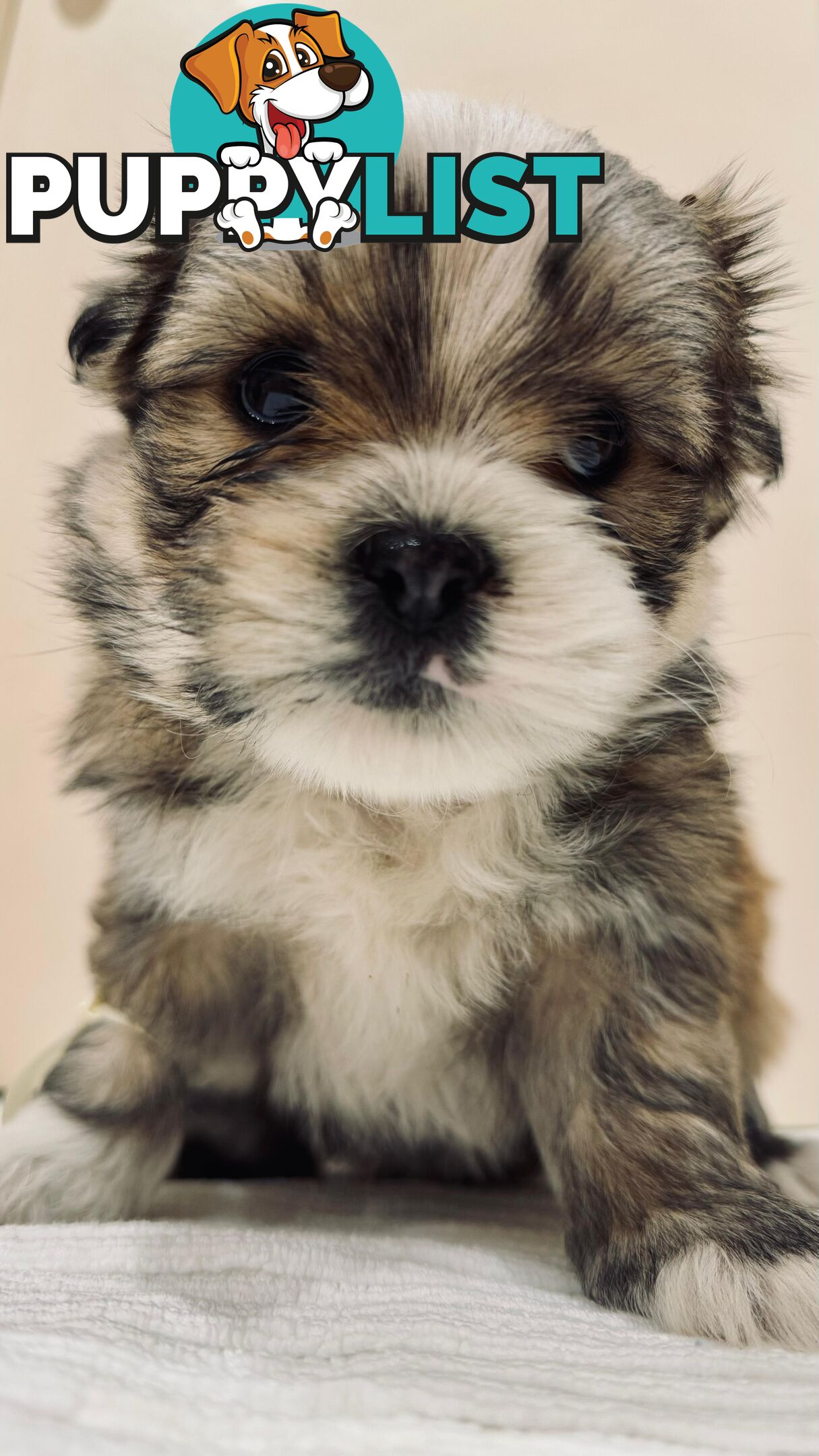 Maltese x Shih-Tzu Puppy wants a home