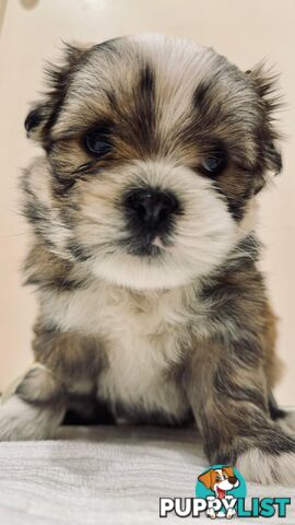 Maltese x Shih-Tzu Puppy wants a home