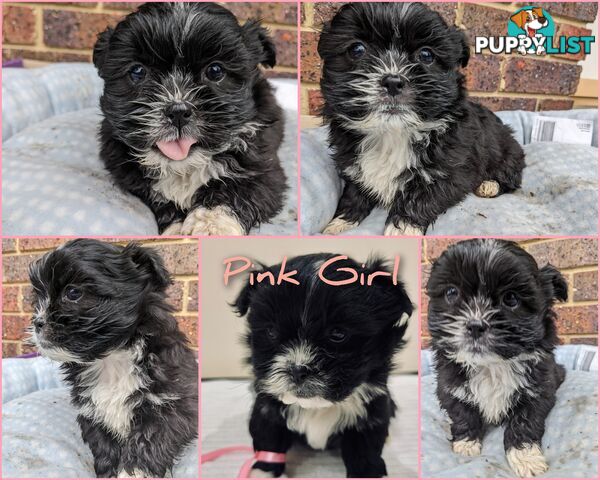 Maltese x Shih-Tzu Puppy wants a home (last one!)