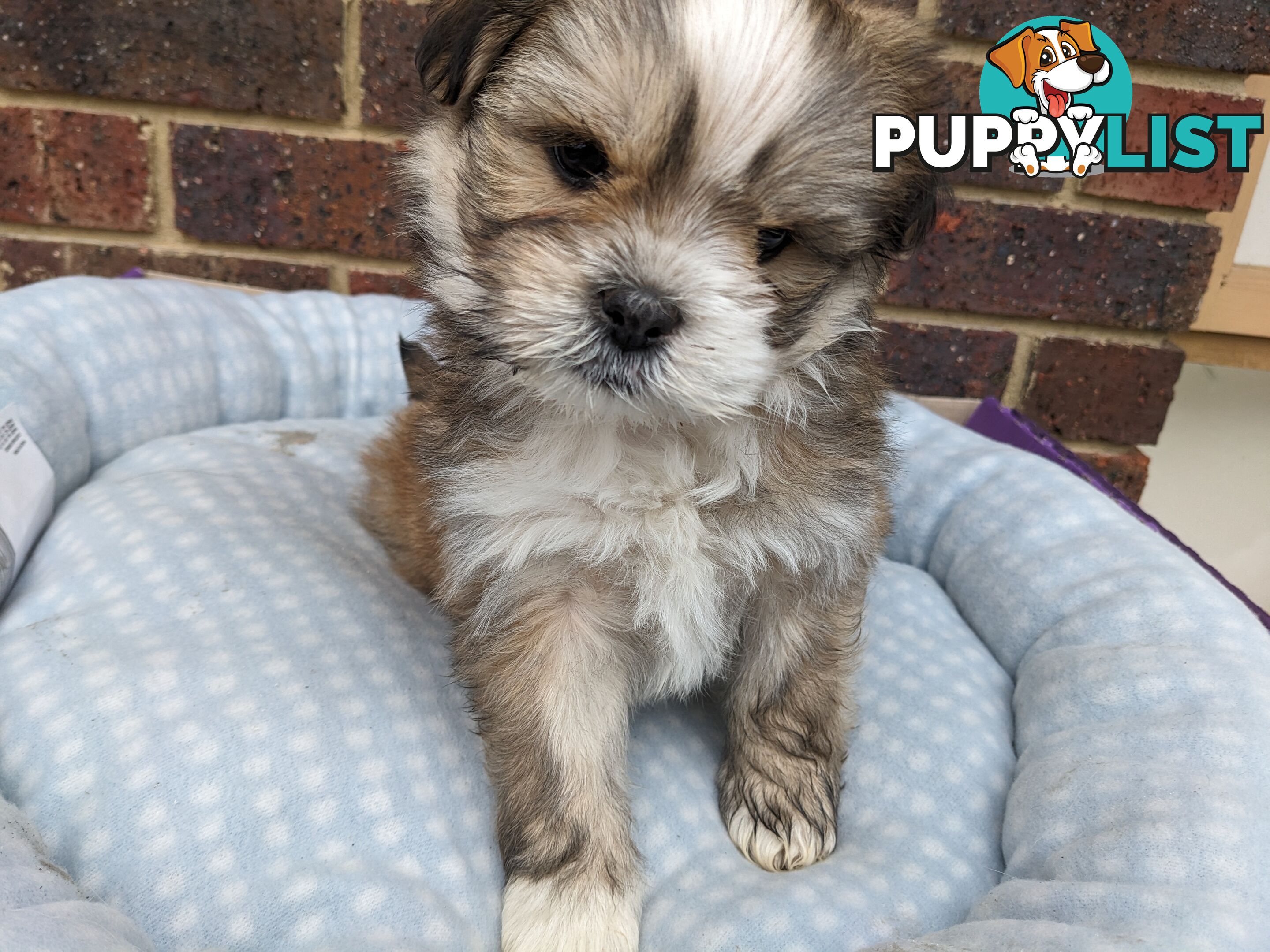 Maltese x Shih-Tzu Puppy wants a home