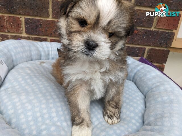 Maltese x Shih-Tzu Puppy wants a home