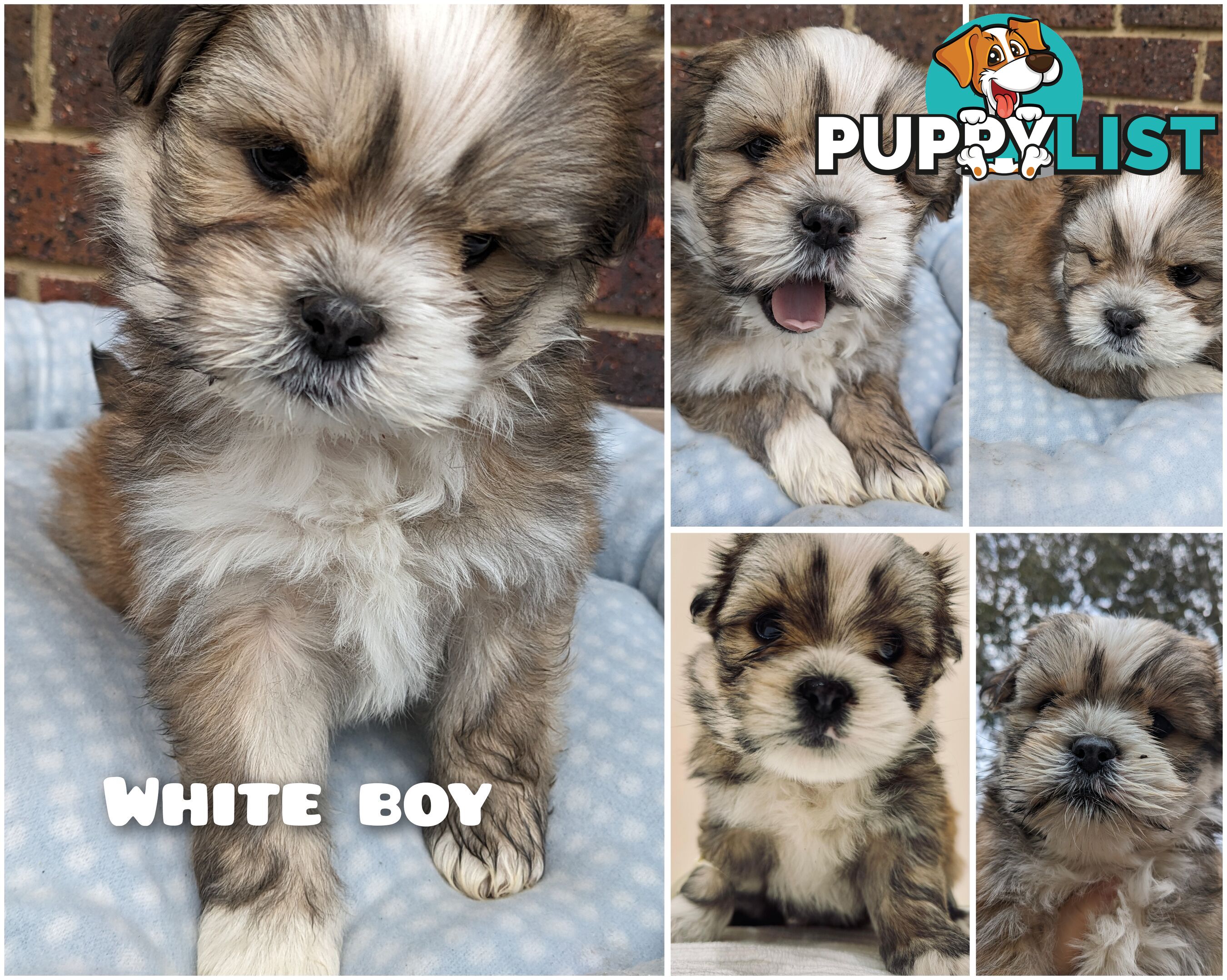 Maltese x Shih-Tzu Puppy wants a home