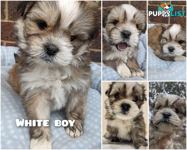 Maltese x Shih-Tzu Puppy wants a home