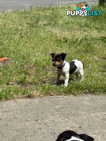 Mini Foxie Pup